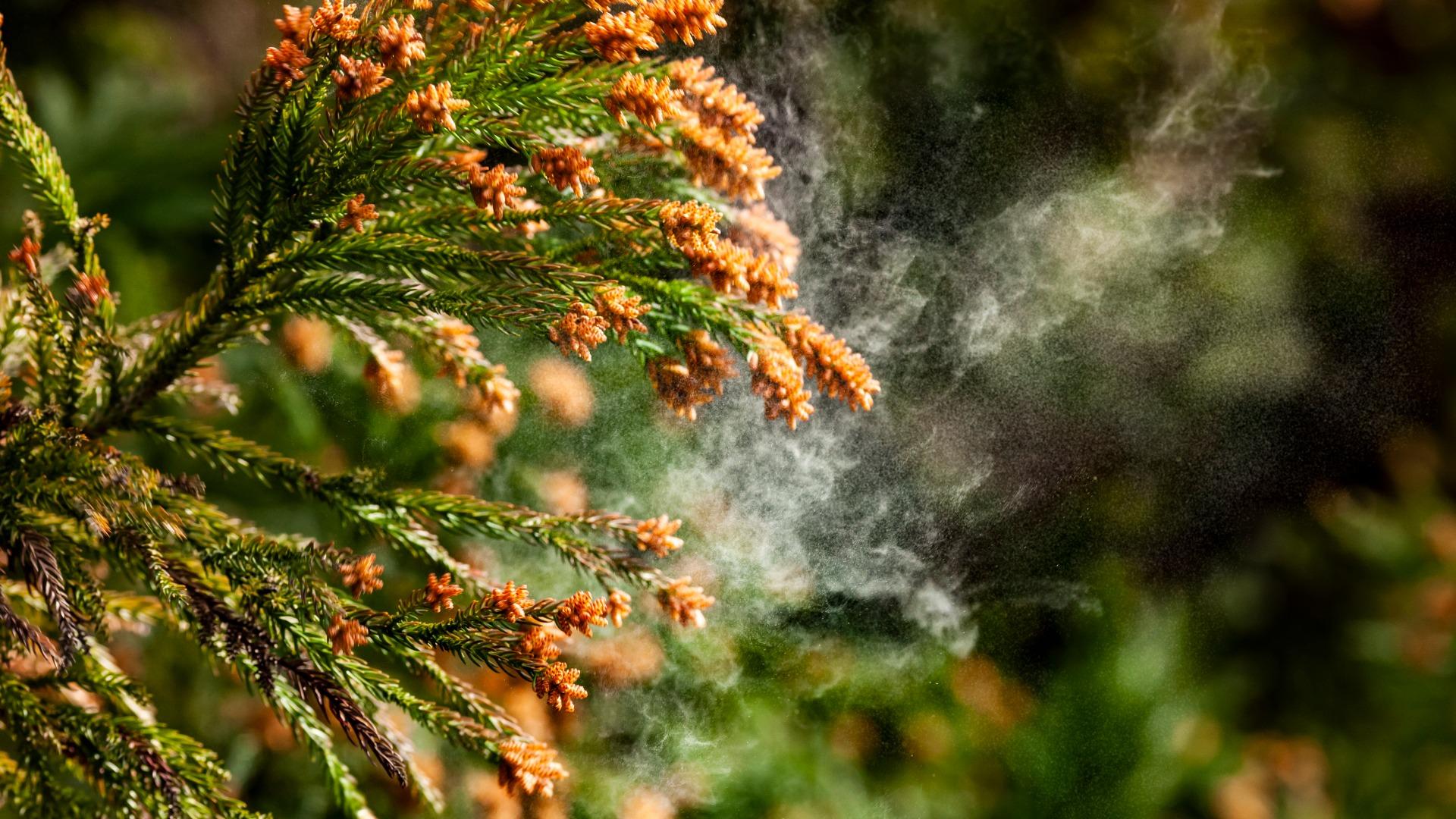 2026年 花粉飛散予測データ